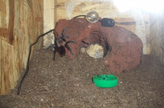 Je vous presente ma  BRACHYPELMA VAGANS  de 2 mois 447032CIMG3070