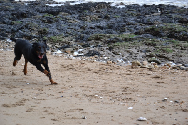 Volo (ex Nabo type beauceron mâle né en 2010) - Page 6 447495DSC0182