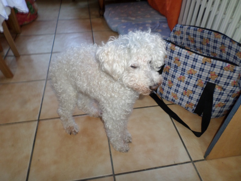 SKIPY CANICHE BLANC MALE 11 ANS - ADOPTE  - Page 4 447715SAM2088