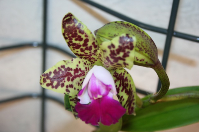 cattleya green emerald 'orchid queen' AM AOS 448971IMG9630