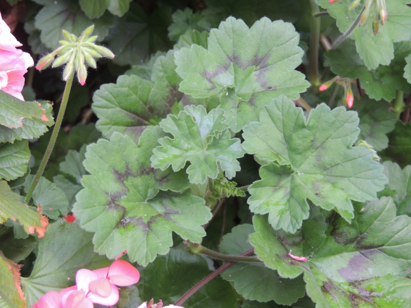 geranium - Jolis géranium zonales 449125DSCN0468