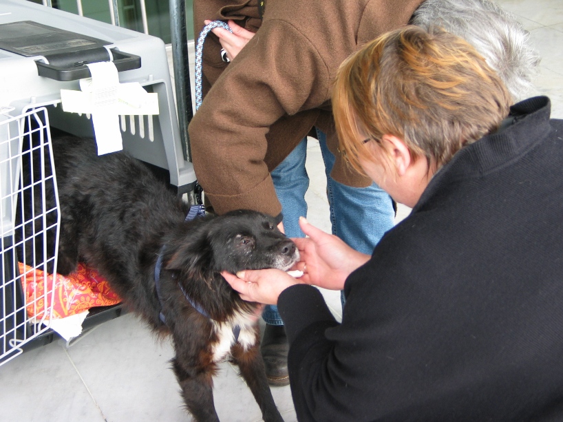 Spike, né en 2005, 7kg, très attaché à l'homme  450318IMG6757