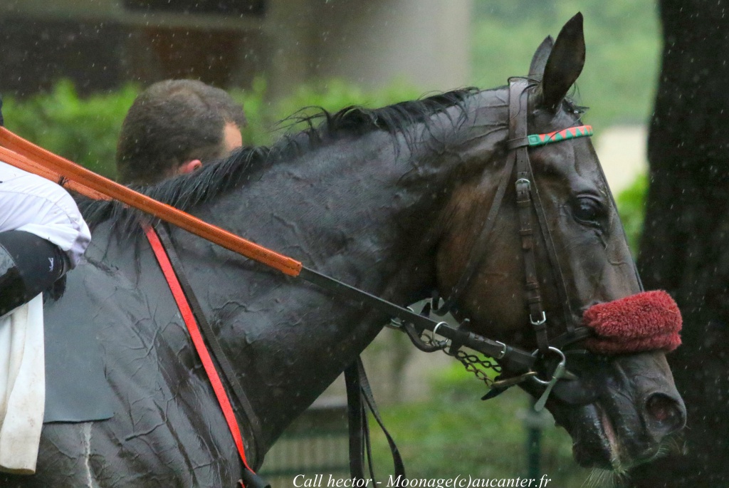 Photos Auteuil 12-06-2016 - Page 2 4515105J6A3796