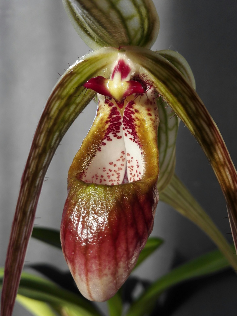 Phragmipedium warscewiczianum 452378IMG2016041720002501