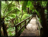 La Forêt Tropicale