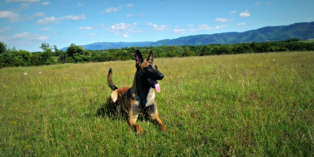 Un trio de malinois !  - Page 12 452984do018