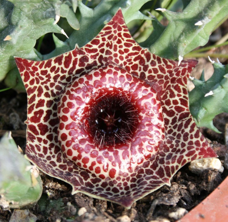 Huernia guttata ssp. reticulata 453904huerniareticulata