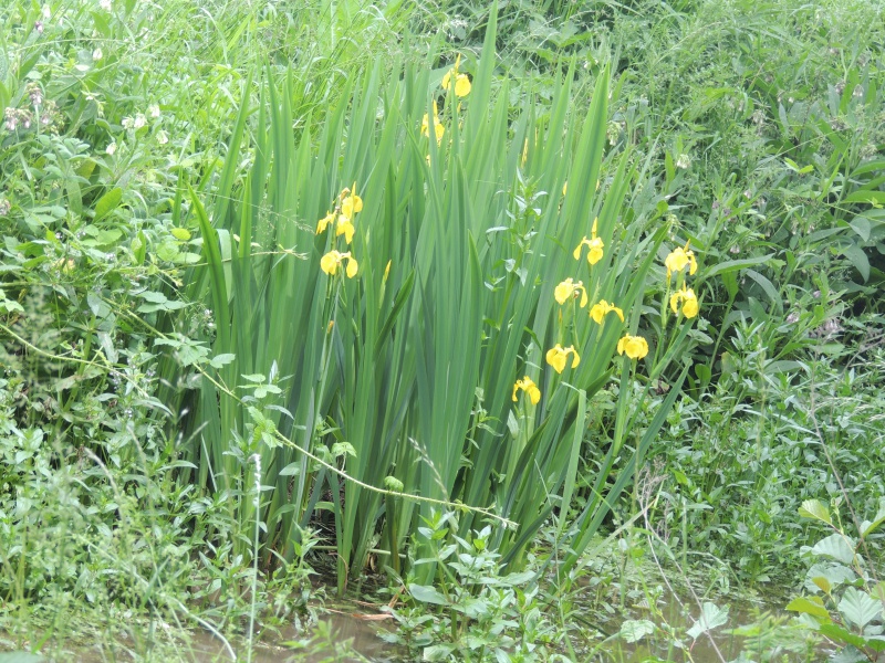 L'iris des marais 454342DSCN4081