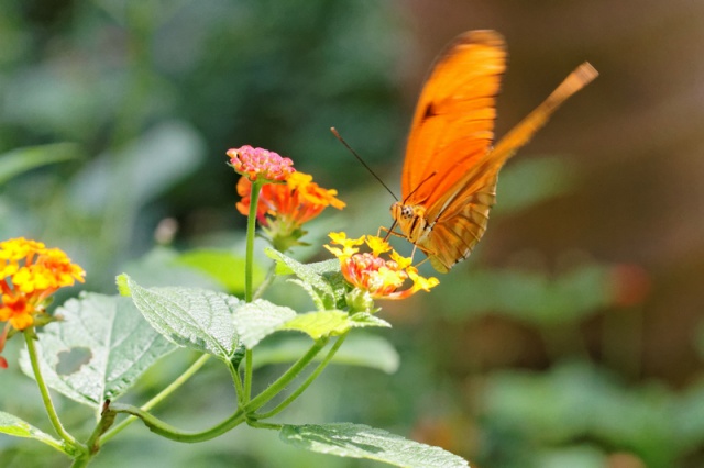 Papiliorama de Kerzers 456219IMG0606DxO