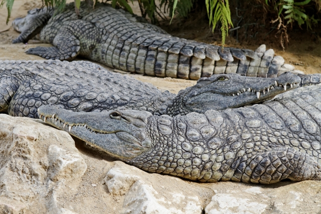 Les crocos de Pierrelatte 456678IMG8310DxO640x480