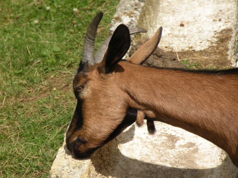 Une petite boule sous la pampille 456904Lesbestioles7