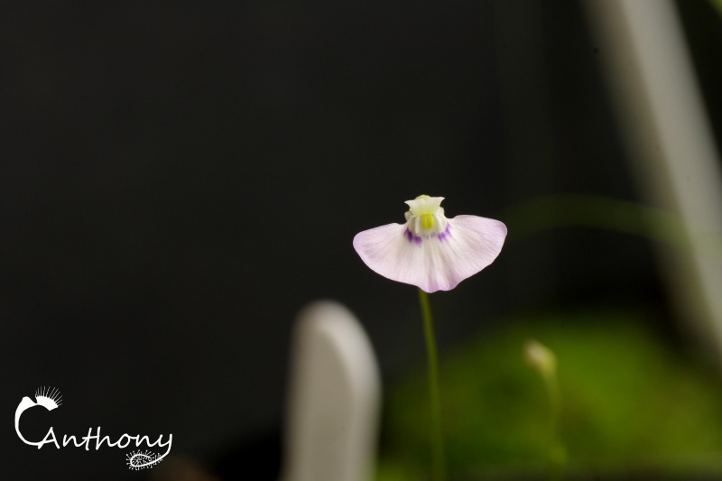 Utricularia Uniflora 457490IGP4817