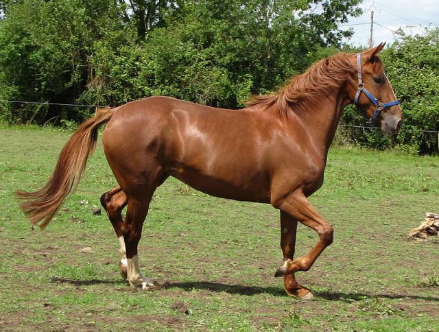 Cherche cheval 1m50 environ pour equitation d'extérieur 458124Unija5