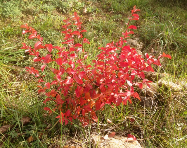 Lagerstroemia indica - Page 2 459681IMG0914