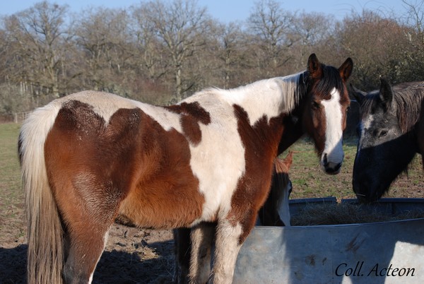 Elevage de Javot - poneys "A" et Acteon - Chevaux de Sport  - Page 31 459803DSC0014