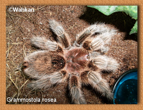 G. rosea 459985Grosea22