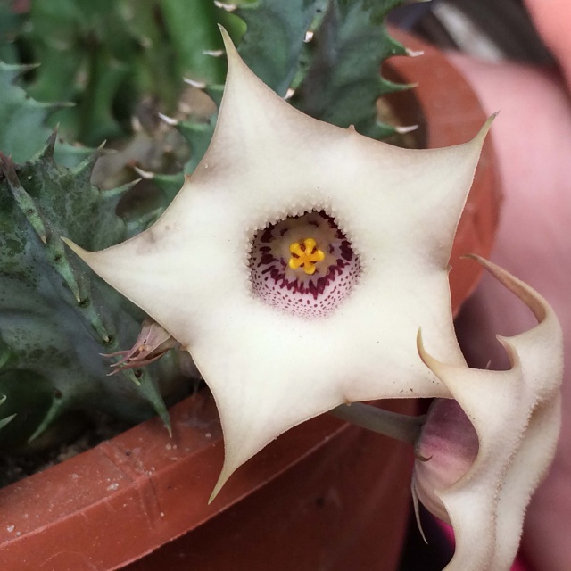 Huernia blyderiverensis 460112Herniaquinta