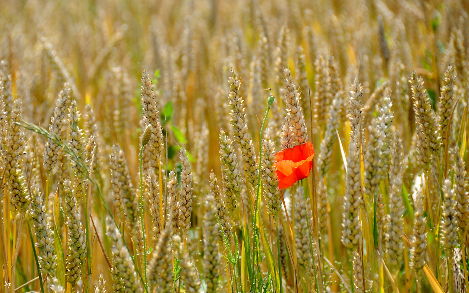 Perdu au milieu du champ de blé 461751a20150622feniouxcoquelicot16s10