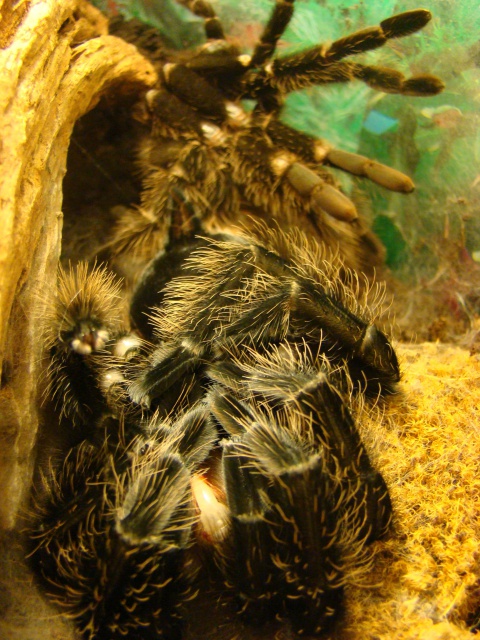 Lasiodora parahybana 462382DSC01313