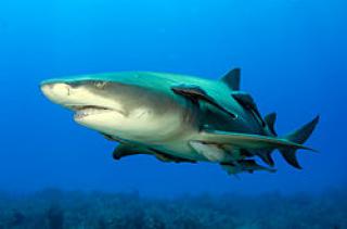 requin citron 462555250pxLemonshark