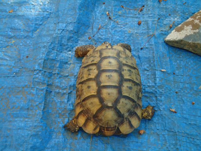 Tortue trouvée dans mon jardin 463553DSC00461