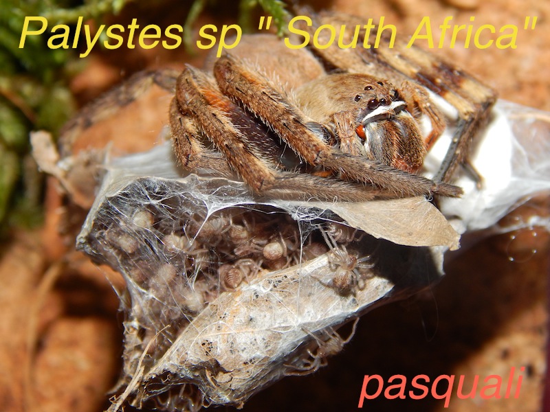 Palystes sp Afrique du sud. - Page 2 463626DSCN1564