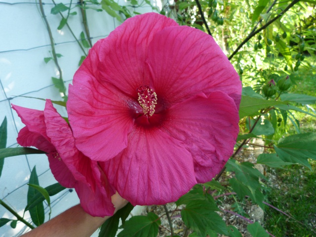 Voici mes quelques hibiscus en fleurs - Page 2 463878P1050243