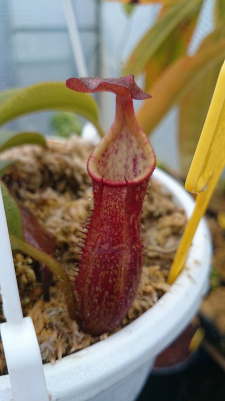 Quelques photos de népenthes dans la serre 464284DSC0917