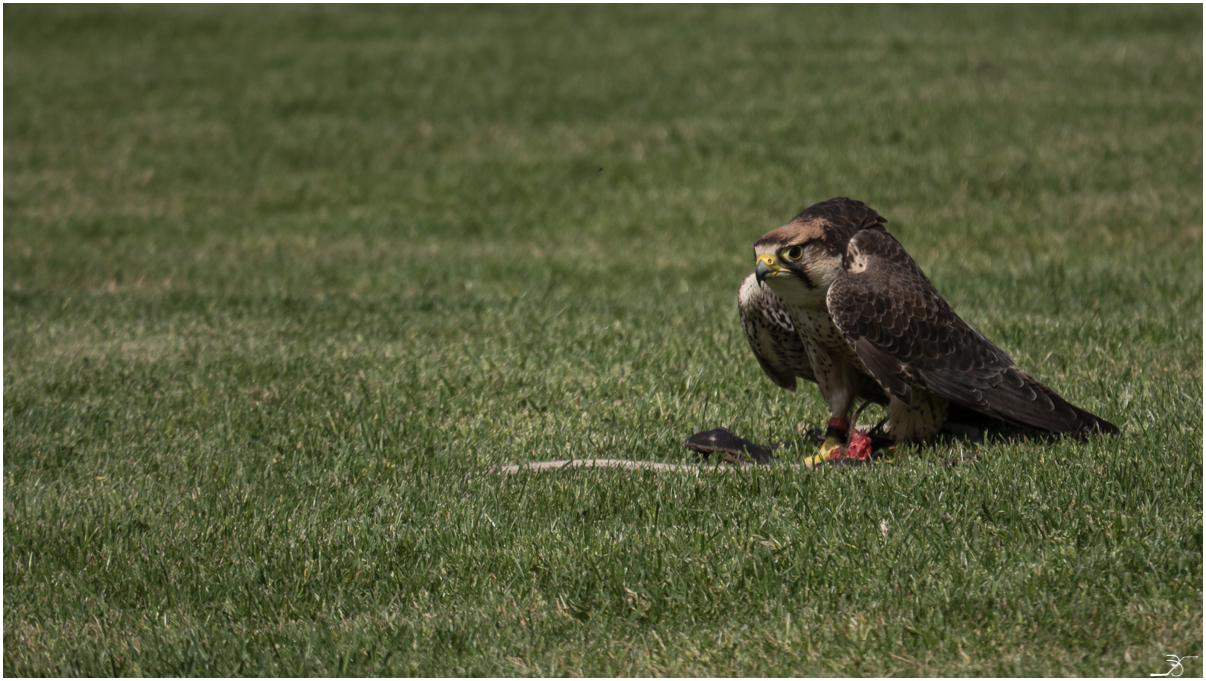 Donjon des aigles 464846LR5P1090726