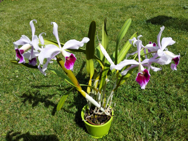 Cattleya (Laelia) purpurata 464851IMG20150607161950