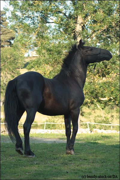  Milka. Warmblood ( j ) 464865Milka5