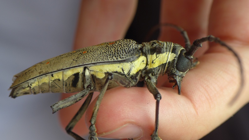 [Batocera rufomaculata] Le premier d'une longue série 466973P1060772