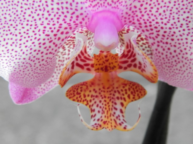 Phalaenopsis Manhattan 468794PC060543