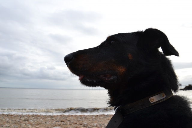 Volo (ex Nabo type beauceron mâle né en 2010) - Page 6 469566DSC0165