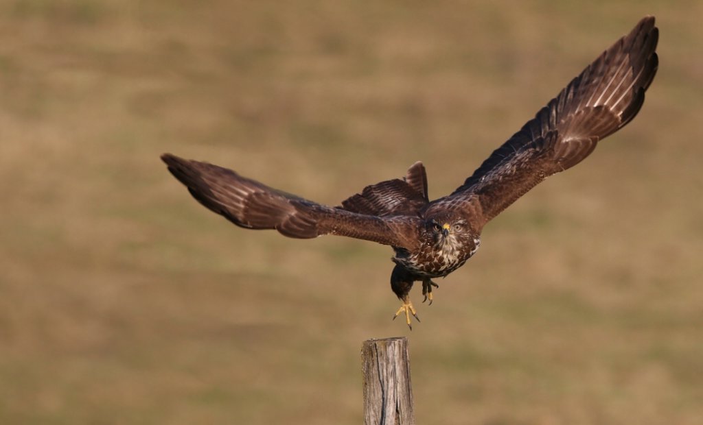 Comment décentrer la PDV d'une photo ? - Page 4 470797rapace