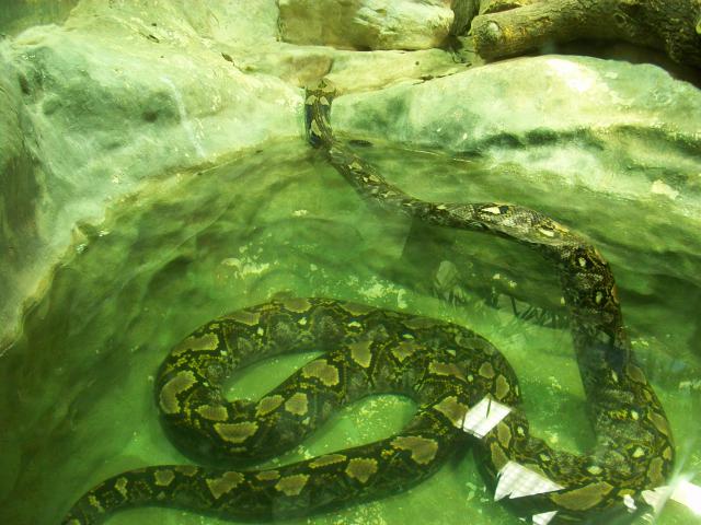 Vivarium de la ménagerie du Jardin des Plantes 4710731009813