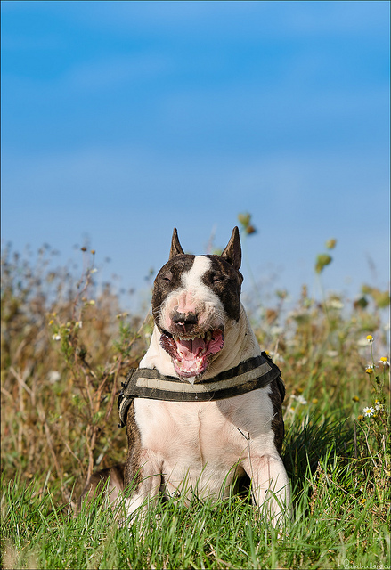 Photographie d'animaux - conseils pour devenir un pro ! - Page 11 47228410733339665a565c91059z