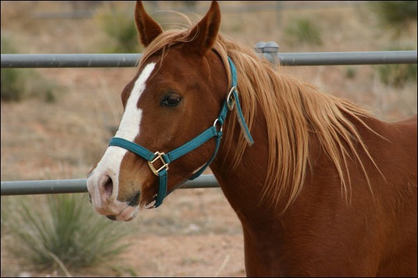 Tendresse, Welsh x OI (l) 4724248211