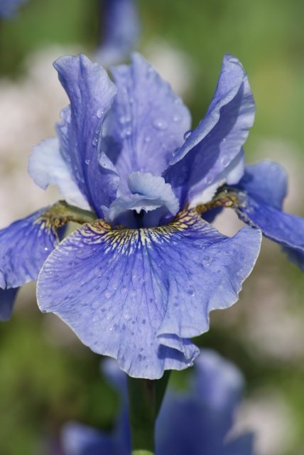 Iris sibirica - iris de Sibérie 472610029