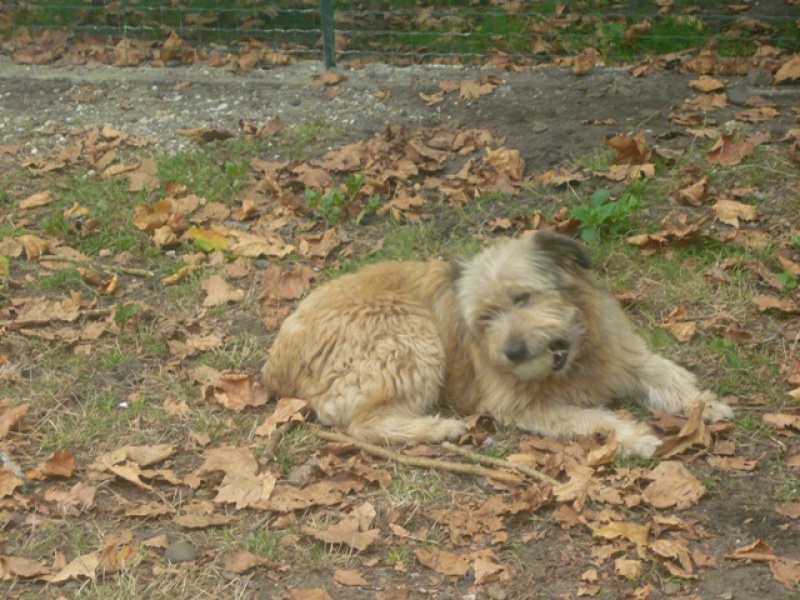 LOUNA PETITE BERGER PYRENEES FAUVE 5 ANS EN REFUGE 33 474227louna2P1120224