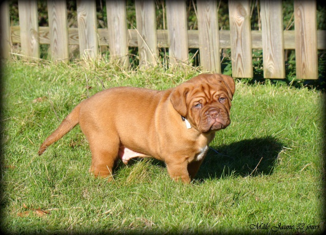 dogue - Chili Des Pas de Tacite X Honey bear De l'Aube Rouge (Dogue de Bordeaux) 474386DSC03658