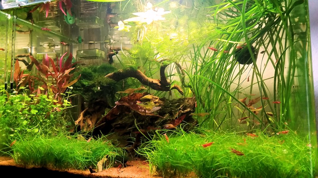 Mon Scaper's Tank 50L Aquascaping - Page 3 47480520141016173432