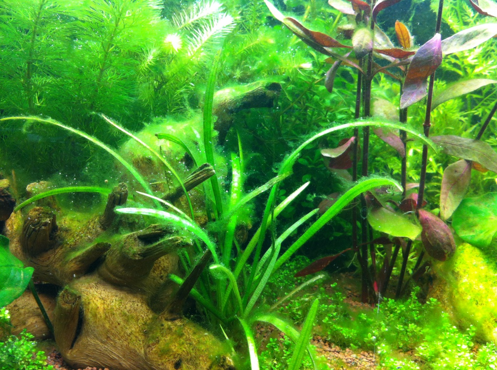 1er aquarium 120l assez planté 474934photo1