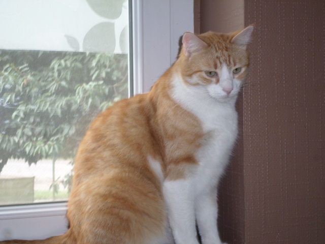 ELFIE NIZINNY F 3/5 ANS ASSO MUKITZA ADOPTEE PAR DAYSIE - Page 3 477163SAM5795