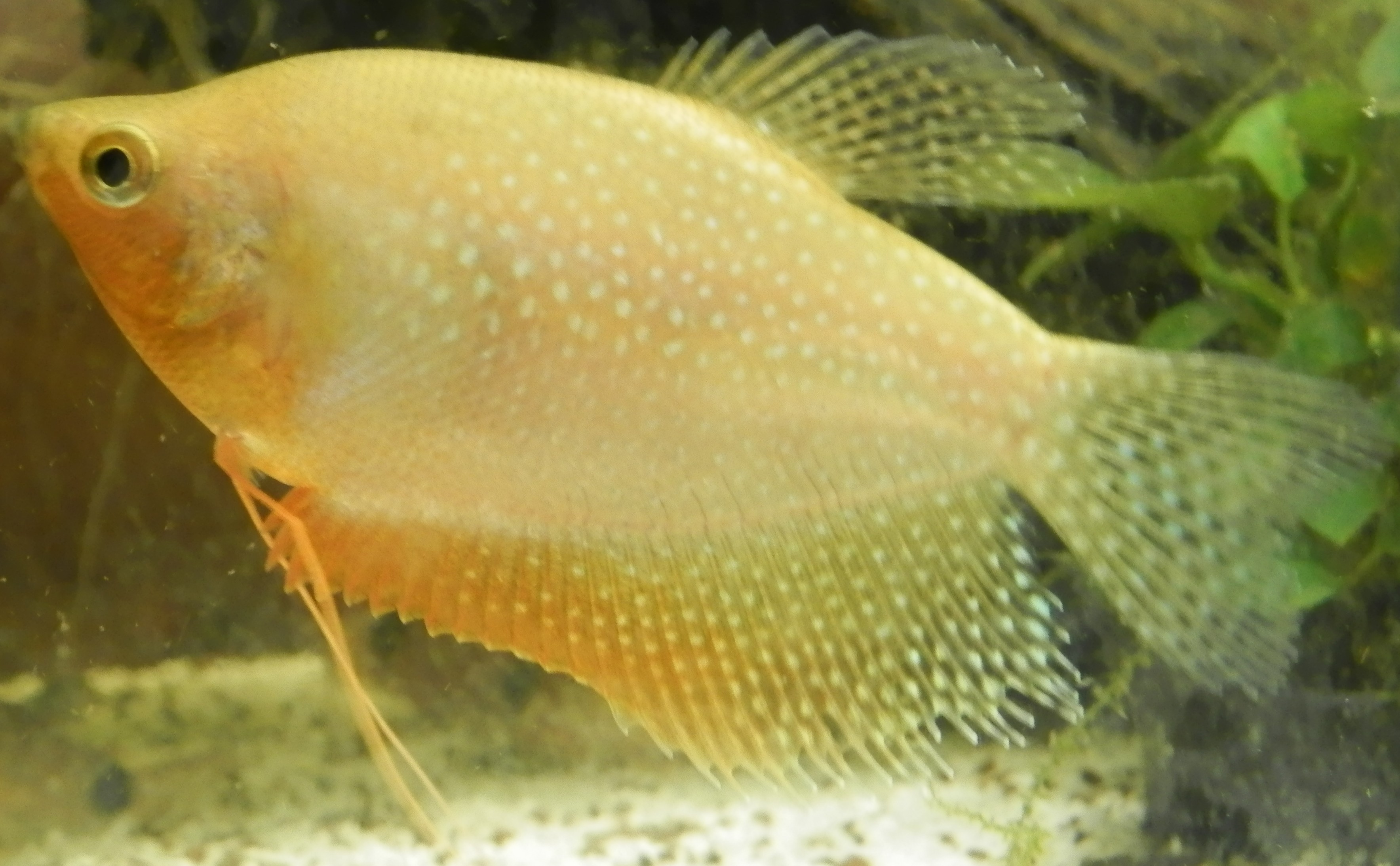 [Identification] Gourami 4776494308