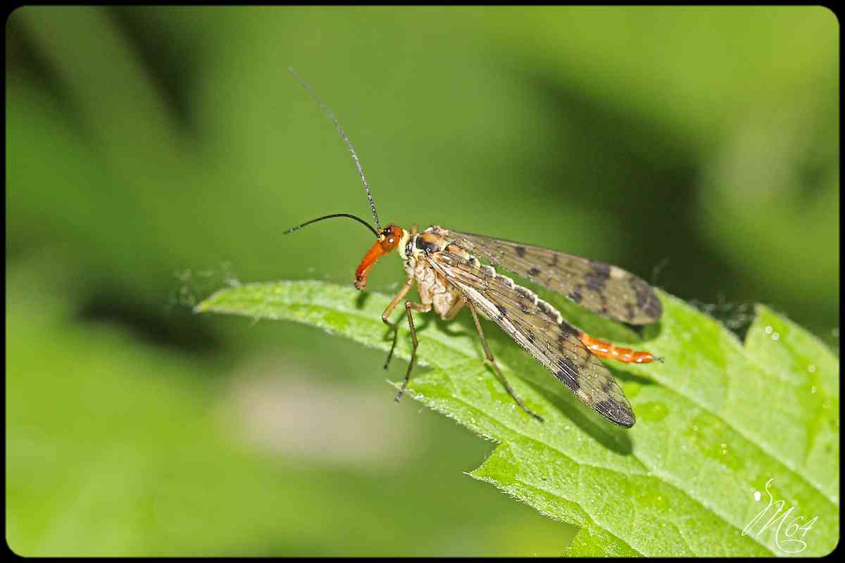 La rencontre ... en macro 477950IMG9568