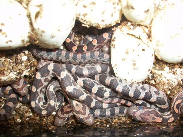 Meos Reptiles : Pantherophis Guttatus 4782601009995