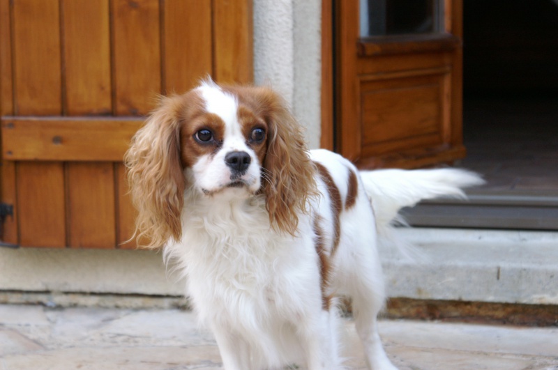 Cavalier King Charle --> Hélina 478626PICT0018