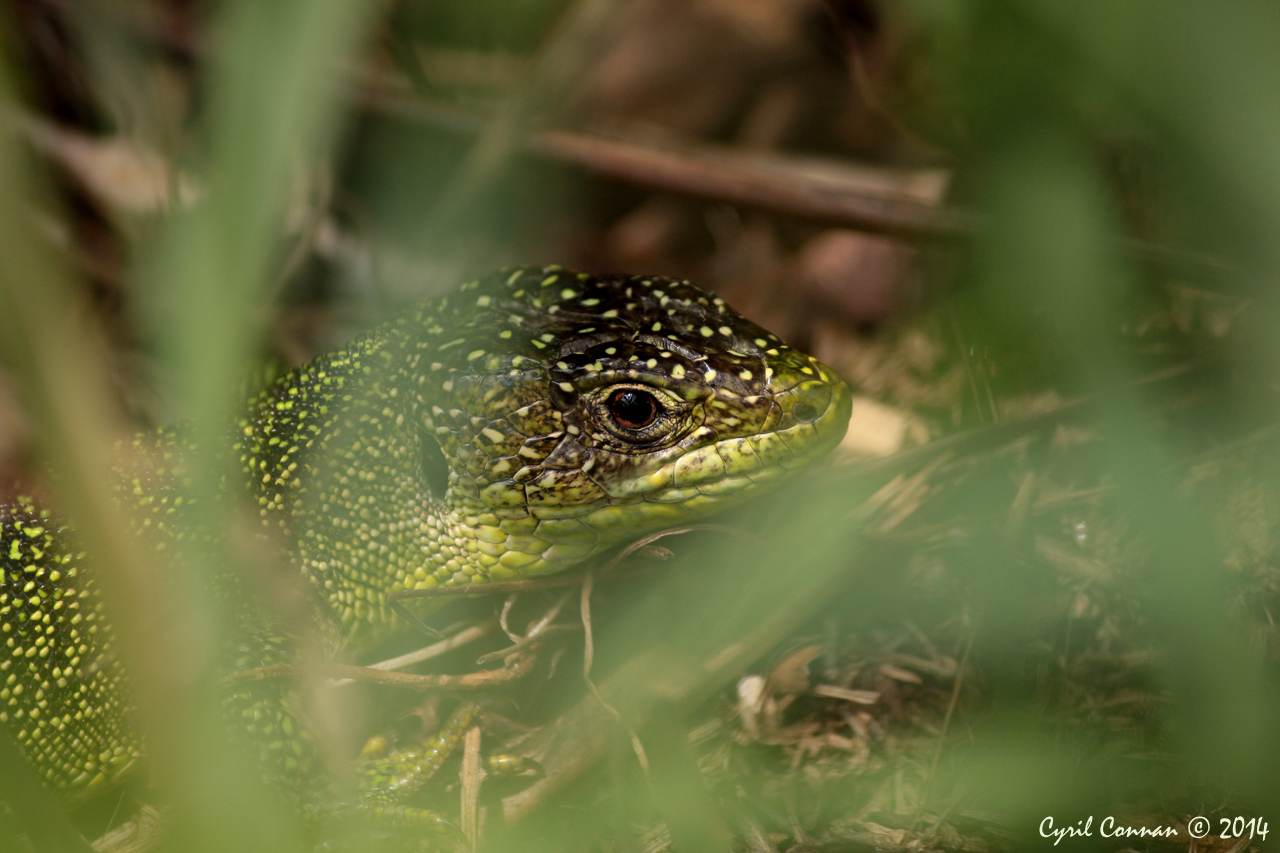 Quelques observations de reptiles dans le Finistère 479203IMG28462