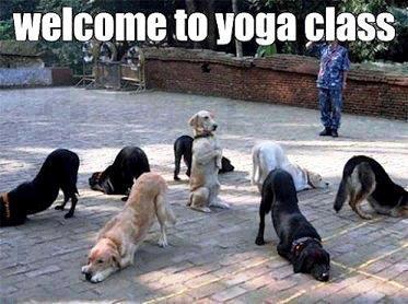 FUNNY ANIMALS 479750yoga